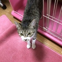 大切に育ててくれる方募集！