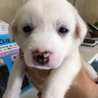 【保健所から引き出し】かわいい子犬です‼️
