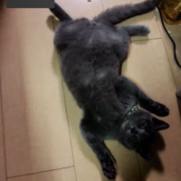 ぶり