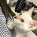 急募集  保護している子猫