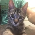 【キジトラ子猫2匹】里親様決まりました！