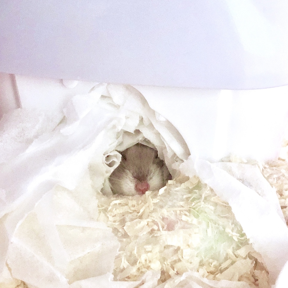 ロコのカバー写真