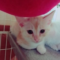 ミルクティー色の甘えん坊  いちごちゃん
