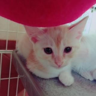 ミルクティー色の甘えん坊  いちごちゃん
