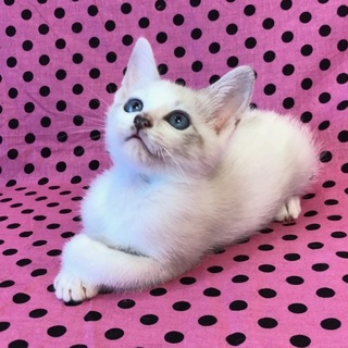 うさぎさん？いえいえ猫さんです。