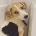 サトウキビ畑の兄弟  びびりのトミー