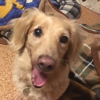 ぽっちゃり女子の可愛いダックス「ウリちゃん」