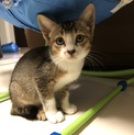 可愛いこの子の里親さん募集
