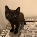 元気いっぱいの黒猫ちゃんです