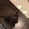元気いっぱいの黒猫ちゃんです サムネイル2