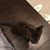 元気いっぱいの黒猫ちゃんです サムネイル3