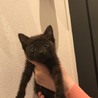元気いっぱいの黒猫ちゃんです サムネイル4