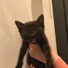 元気いっぱいの黒猫ちゃんです サムネイル5