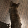 元気いっぱいの黒猫ちゃんです サムネイル6