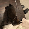 元気いっぱいの黒猫ちゃんです サムネイル7