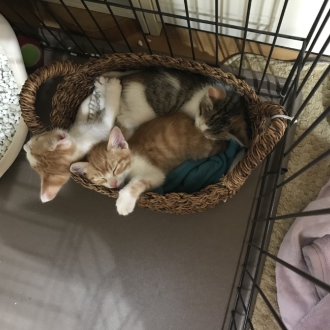 横浜地域猫をすすめる会のカバー写真
