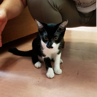 里親決定。ありがとうございます。