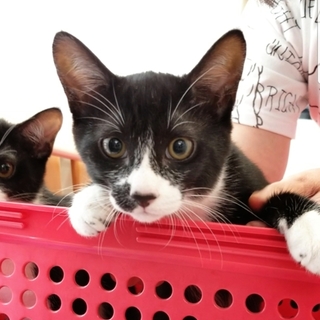 里親決定。ありがとうございます。