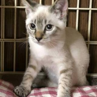 シャムミックスのヴィトンくん