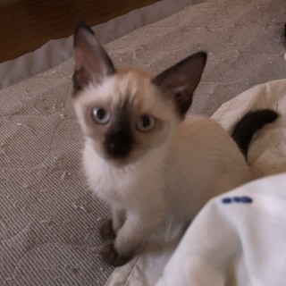 おてんば　モカちゃん