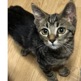 アメショ柄のグッチくん