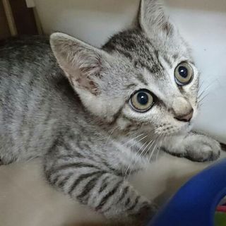 グレー縞のプラダちゃん