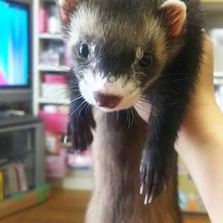 フェレット里親募集