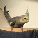 オカメインコ ノーマルとルチノー