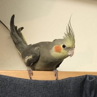 オカメインコ ノーマルとルチノー