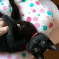 黒猫ちびっこイズミ君
