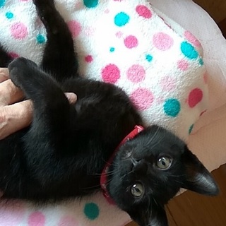 黒猫ちびっこイズミ君