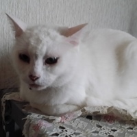 しろちゃん