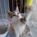 募集停止します　ちっちゃなチコちゃん