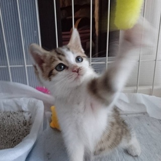 募集停止します　ちっちゃなチコちゃん