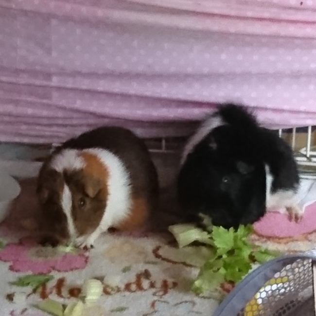 おモルモルのカバー写真