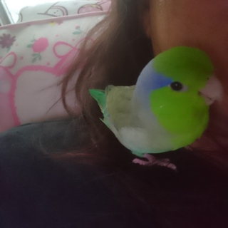 保護したマメルリハ