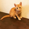 多頭飼育崩壊現場より保護。元気いっぱい茶トラ君！