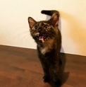 多頭飼育崩壊現場より保護！優しいサビ猫ちゃん