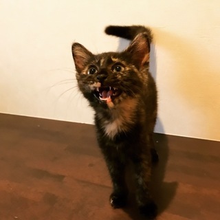 多頭飼育崩壊現場より保護！優しいサビ猫ちゃん