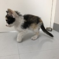 三毛子猫姉妹2匹の里親を探してます。