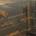 大型含むインコ6羽一時預かってくださる方募集