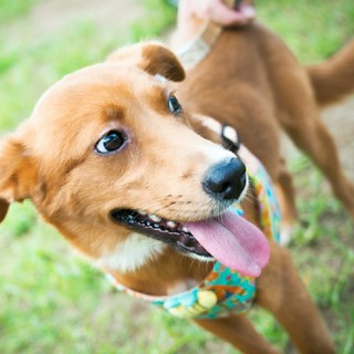 7キロ 中型犬女の子  シートで排泄可
