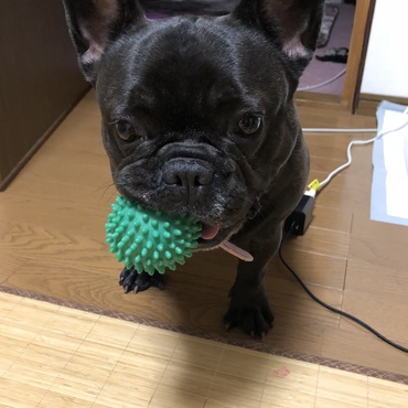 さくらのお気に入り「モヤッとボール」