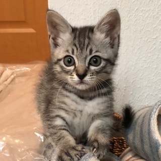 可愛い3姉妹保護しました（雨ちゃん）