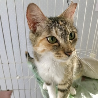 美猫里親さま募集中
