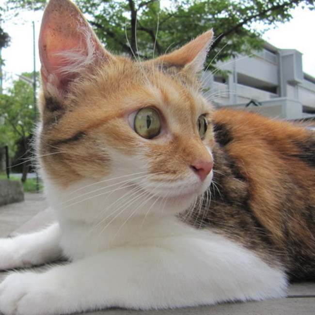 coneconecoのカバー写真