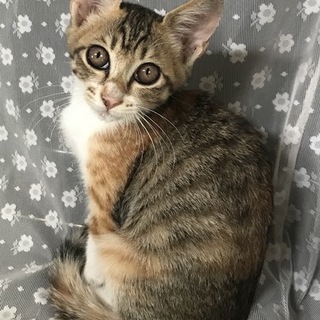 超甘えんぼ！抱っこ、添い寝大好き♪