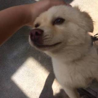 里親さん急募です！