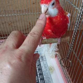 七草インコ　ルチノー又はルビノー