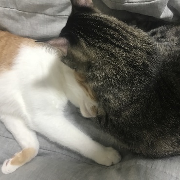 いつものヘッドスパ
